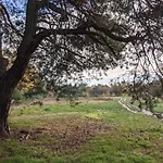 Op De Veluwe # Linde * 皮滕
