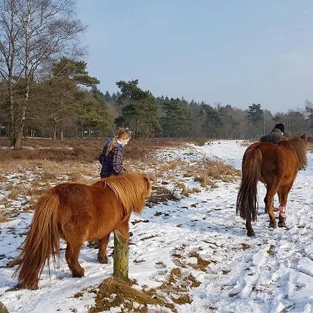 Op De Veluwe # Linde *